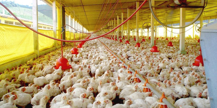 Declaração de Biosseguridade deve ser enviada até o próximo sábado